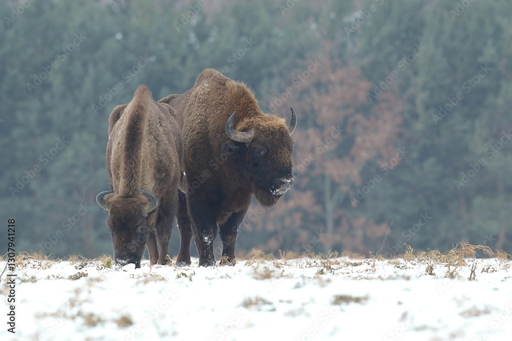 Żubr (Bos bonasus), wisent