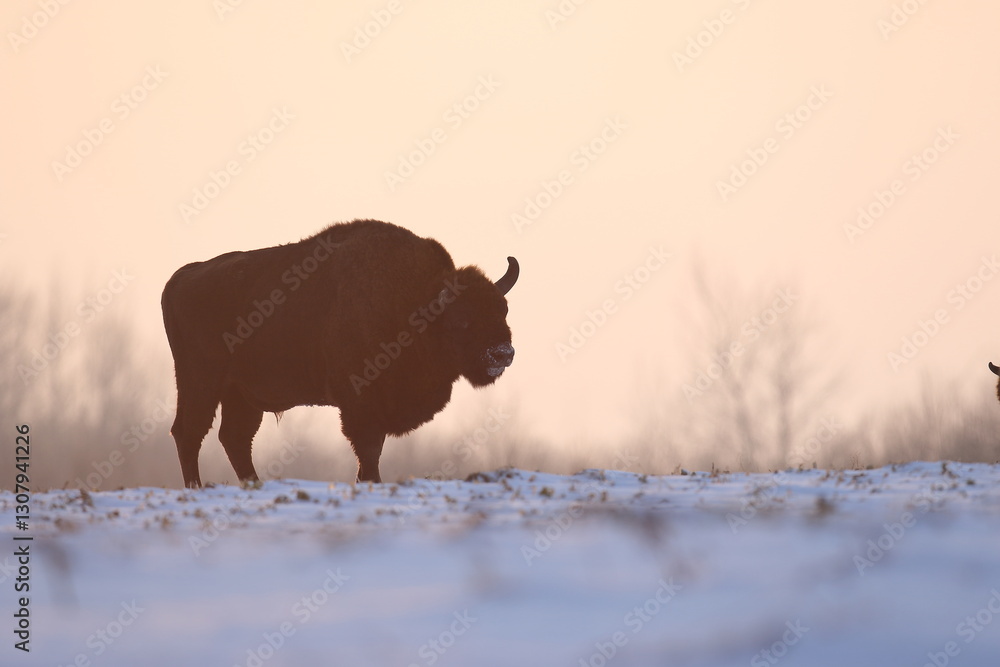 Żubr (Bos bonasus), wisent