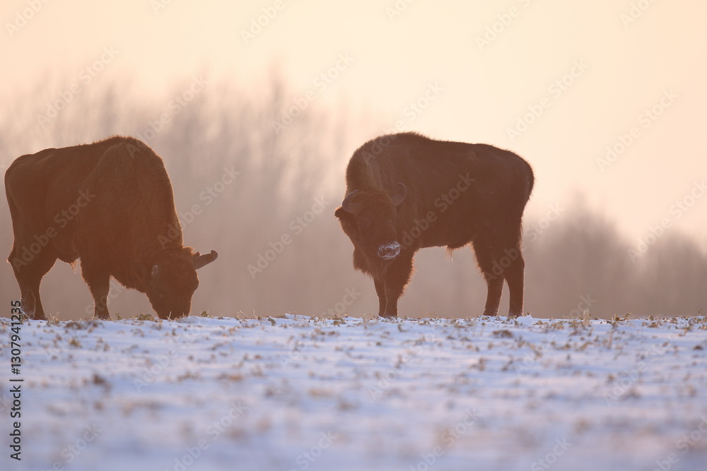 Żubr (Bos bonasus), wisent
