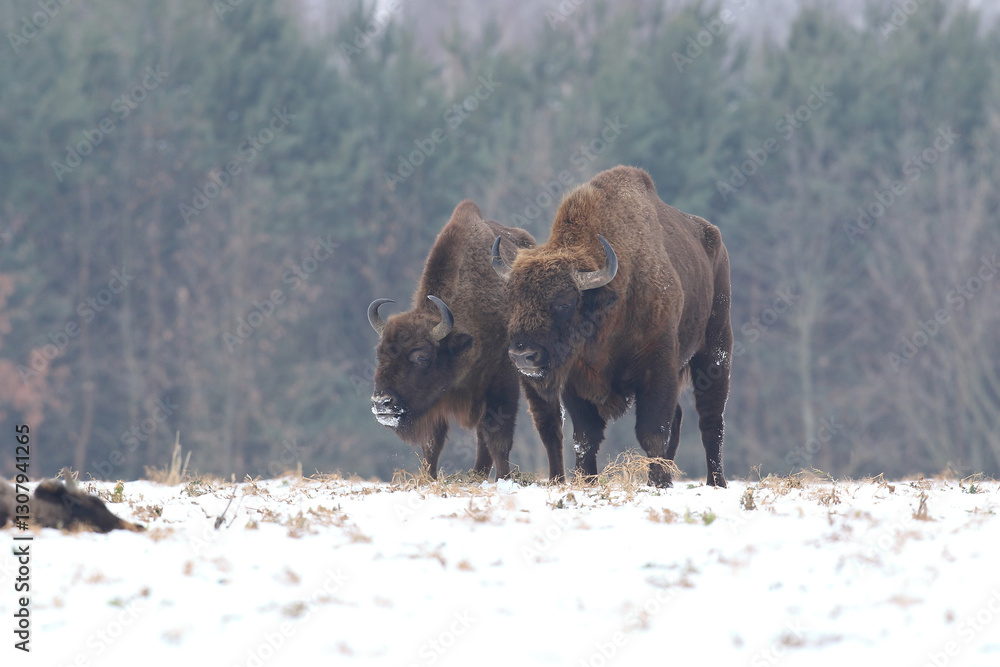 Żubr (Bos bonasus), wisent