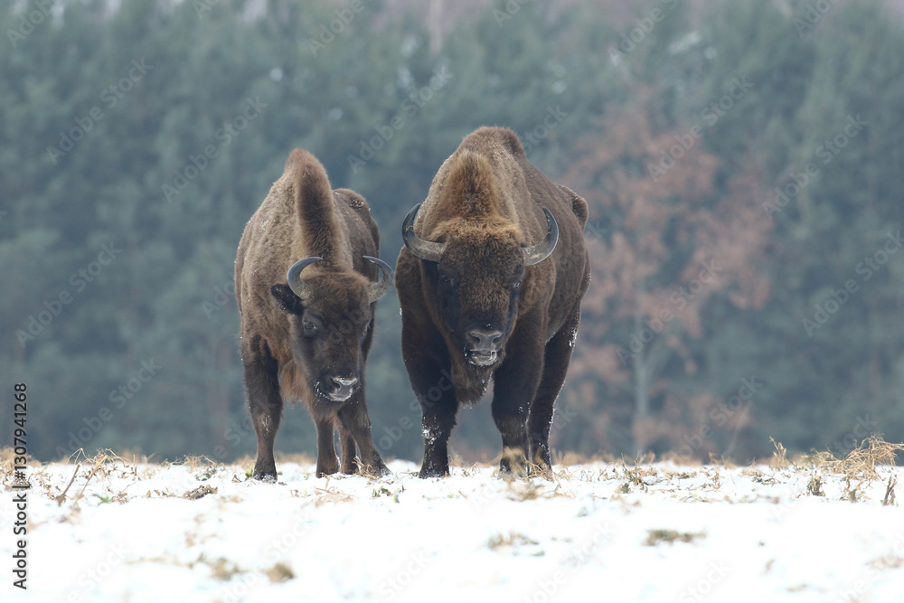 Żubr (Bos bonasus), wisent