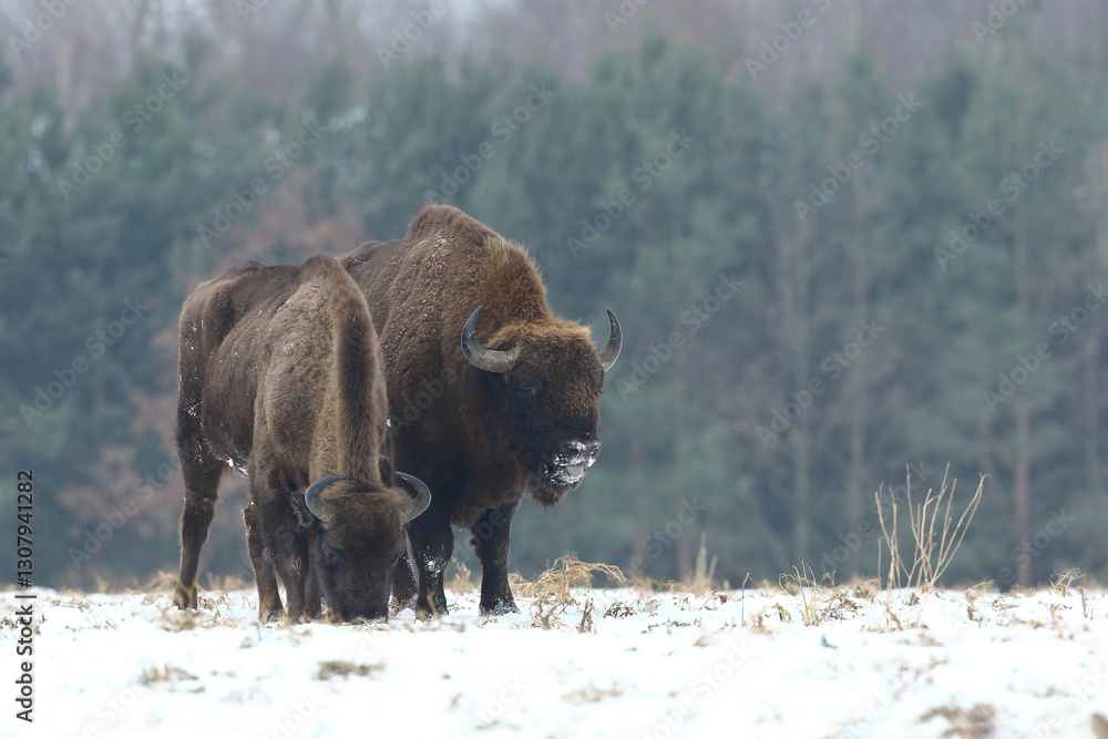 Żubr (Bos bonasus), wisent