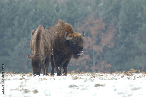 Obraz na płótnie Żubr (Bos bonasus), wisent w salonie
