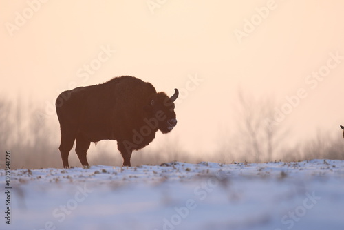 Obraz na płótnie Żubr (Bos bonasus), wisent w salonie