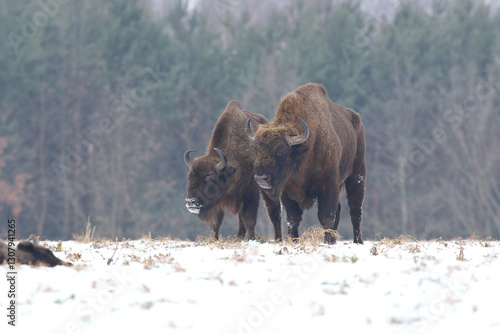 Obraz na płótnie Żubr (Bos bonasus), wisent w salonie
