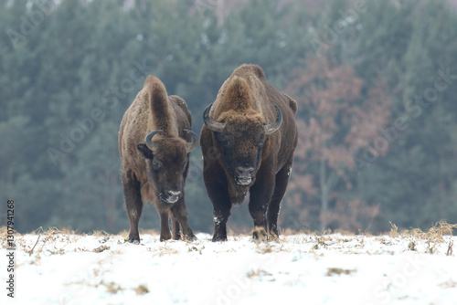 Obraz na płótnie Żubr (Bos bonasus), wisent w salonie