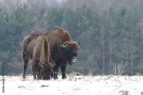 Obraz na płótnie Żubr (Bos bonasus), wisent w salonie