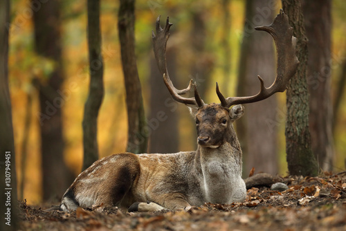 Obraz na płótnie Daniel (Dama dama), fallow deer w salonie