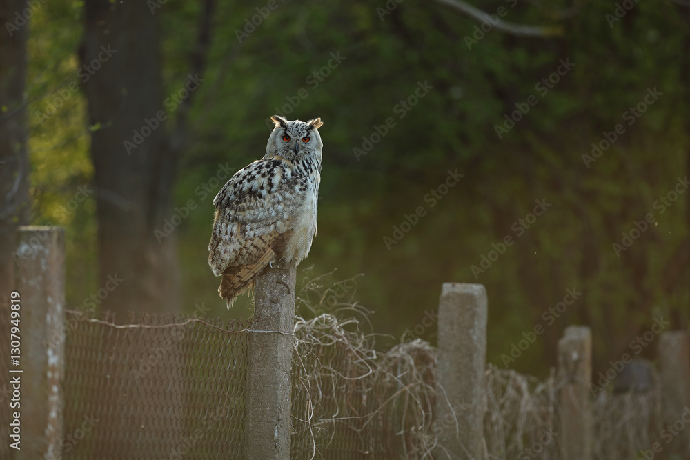 Puchacz (Bubo bubo), eagle owl