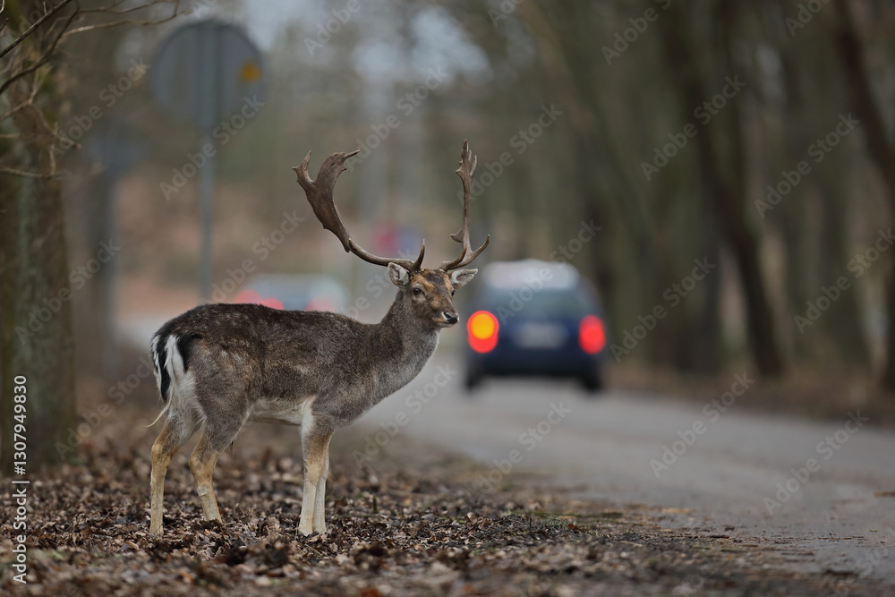Daniel (Dama dama), fallow deer