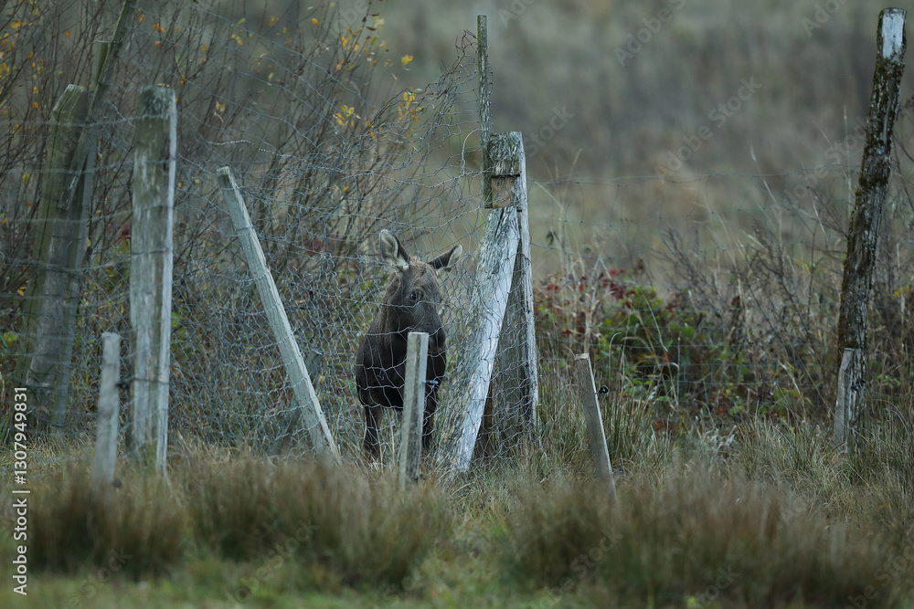 Łoś (Alces alces) moose