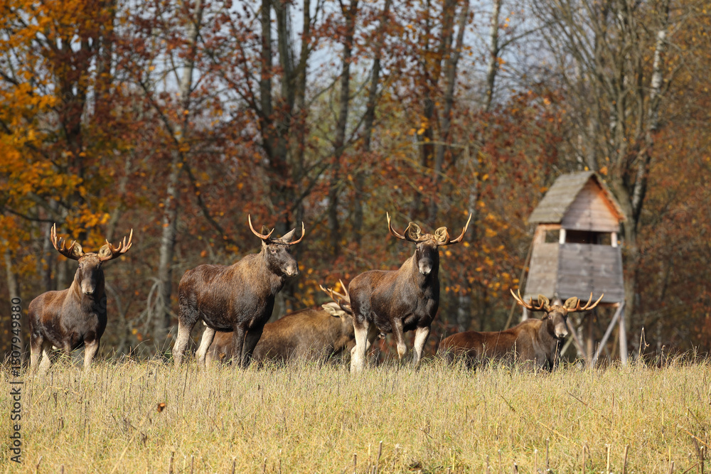 Łoś (Alces alces) moose