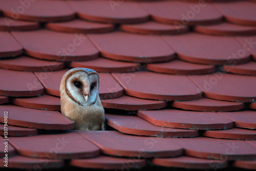 Obraz na płótnie Płomykówka (Tyto alba), barn owl w salonie