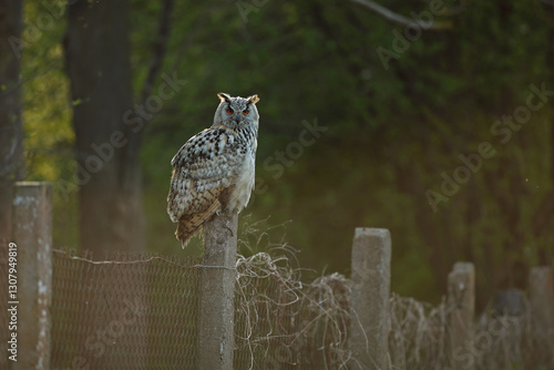 Obraz na płótnie Puchacz (Bubo bubo), eagle owl w salonie