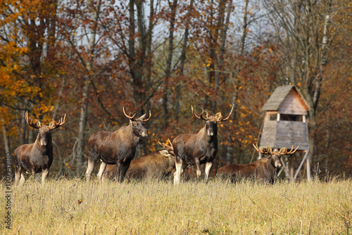 Obraz na płótnie Łoś (Alces alces) moose w salonie