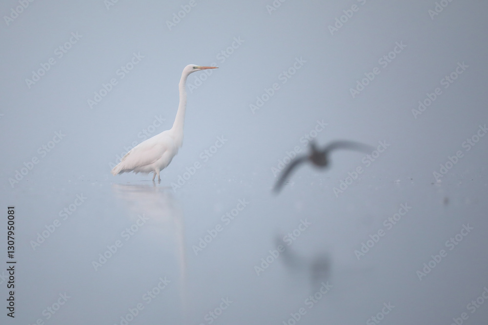 Czapla biała (Ardea alba), white heron