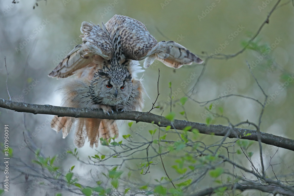 Puchacz (Bubo bubo), eagle owl