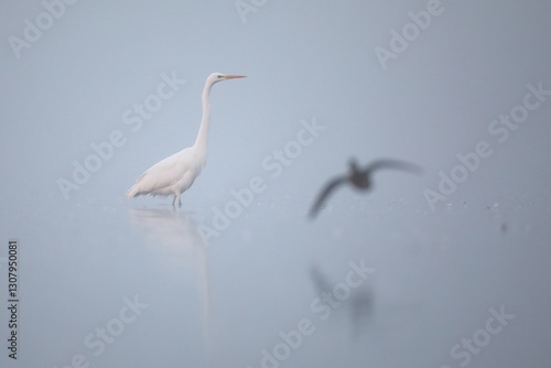 Obraz na płótnie Czapla biała (Ardea alba), white heron w salonie