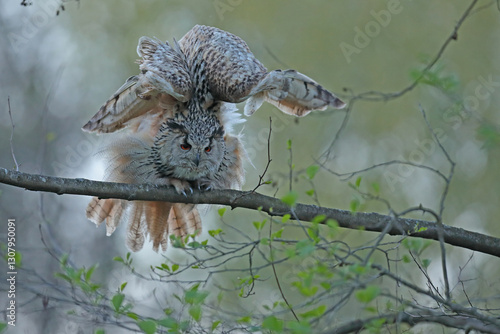 Obraz na płótnie Puchacz (Bubo bubo), eagle owl w salonie