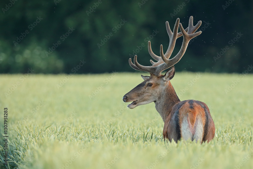 Jeleń szlachetny (Cervus elaphus), red deer Jeleń szlachetny (Cervus elaphus), red deer