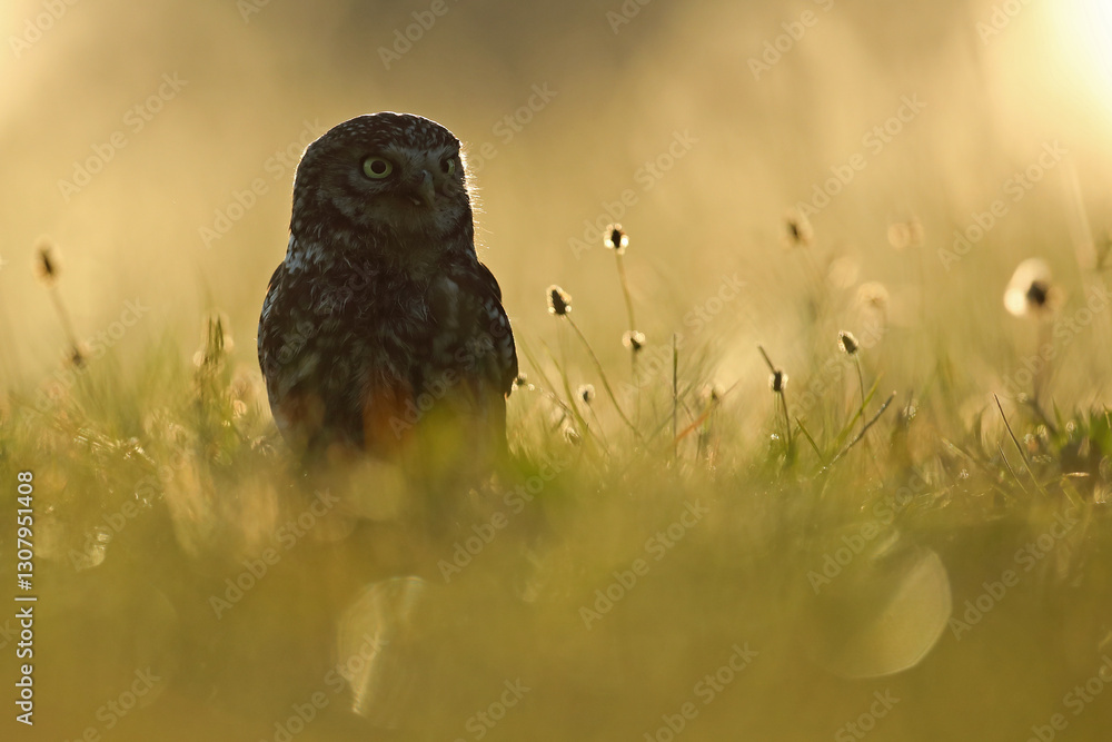 Pójdźka (Athene noctua), little owl