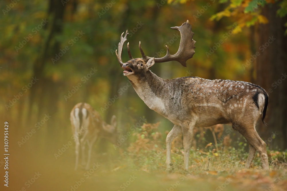 Daniel (Dama dama), fallow deer