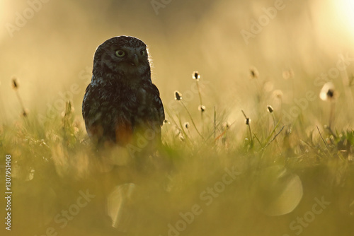 Obraz na płótnie Pójdźka (Athene noctua), little owl w salonie
