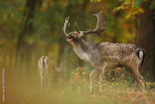 Obraz na płótnie Daniel (Dama dama), fallow deer w salonie