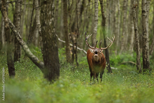 Fototapeta Naklejka Na Ścianę i Meble -  Jeleń szlachetny (Cervus elaphus), red deer