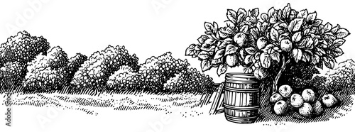 Engraved illustration of an apple tree beside a wooden barrel in a serene orchard setting