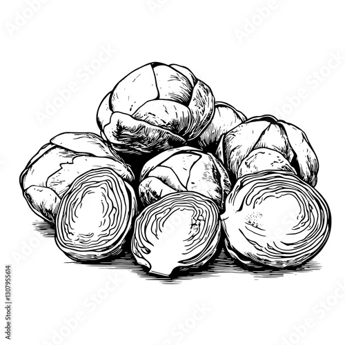 Engraved illustration of fresh cabbage heads showcasing intricate details in a stylized vector design