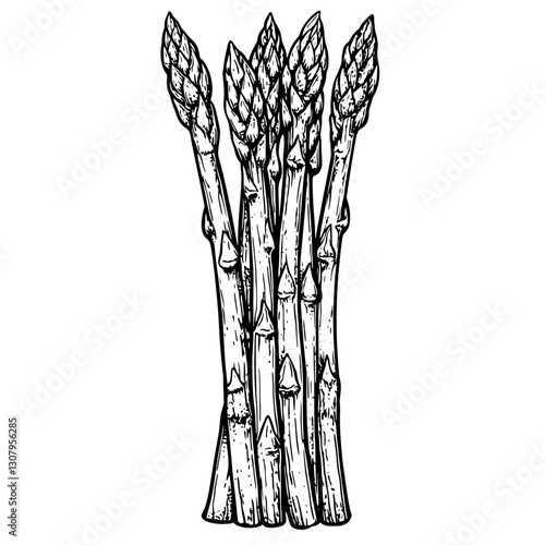 Stylized engraved asparagus illustration for artistic and culinary expressions in a modern tattoo design