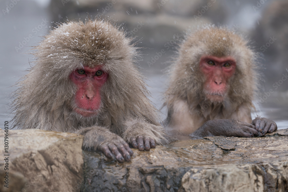 Naklejka premium Snow monkey, Japanese macaque, primate