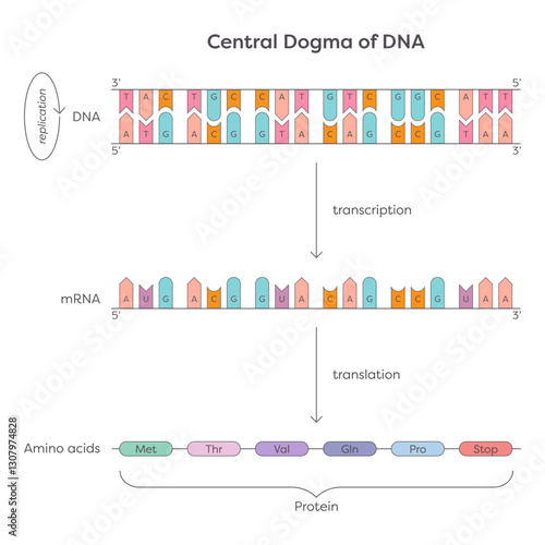 Central Dogma of DNA educational genetic illustration graphic