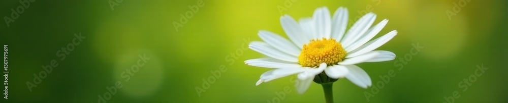 Fototapeta premium Single white daisy bloom, petals fully open, vibrant yellow center , floral photography, bloom, center