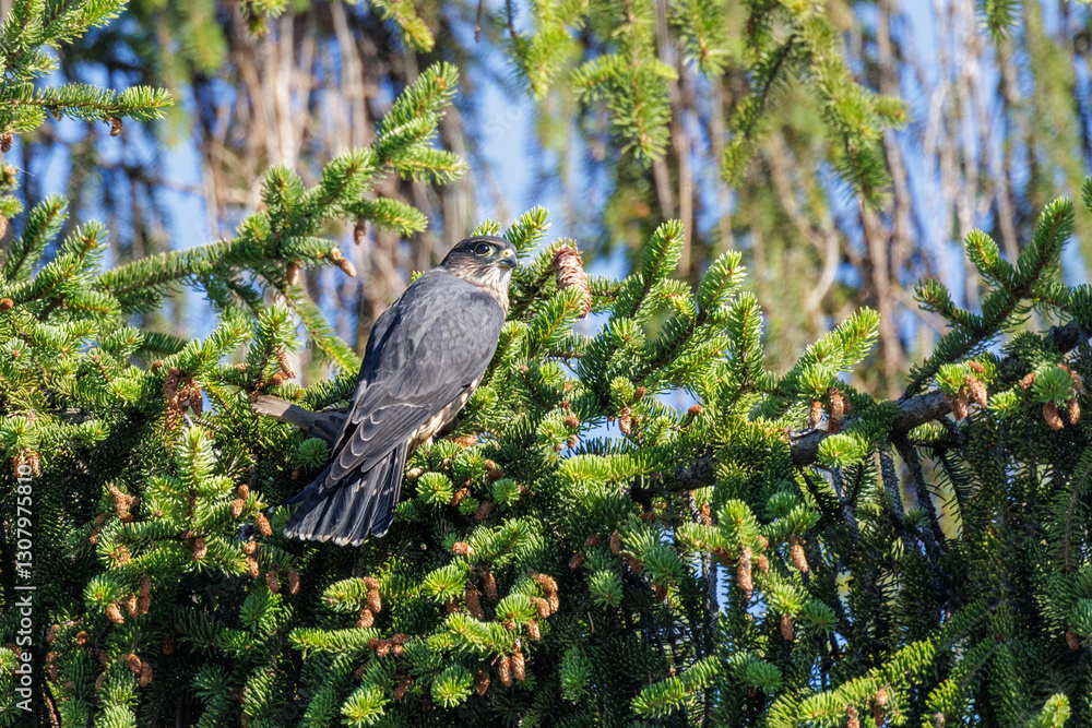 Merlin bird