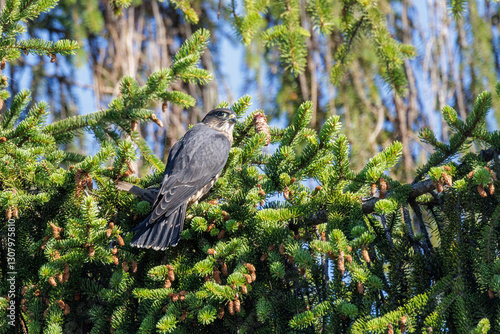 Obraz na płótnie Merlin bird w salonie