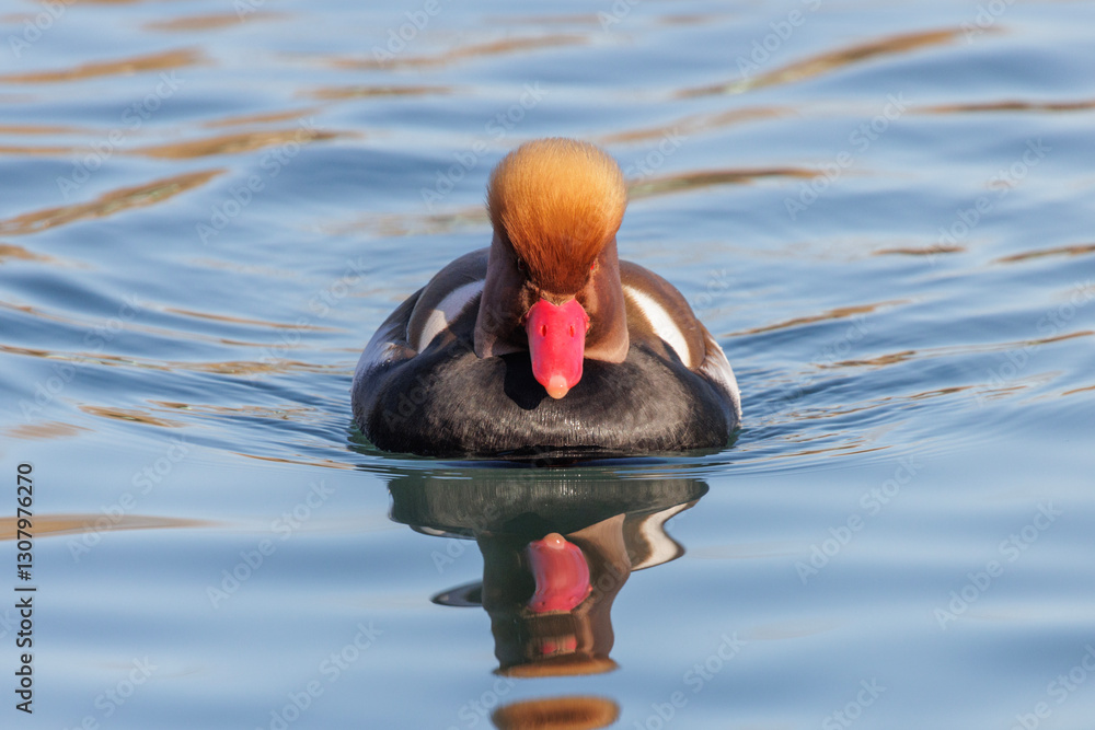 Red crested Pochard