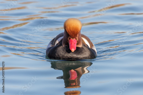 Obraz na płótnie Red crested Pochard w salonie