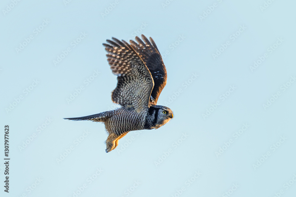 Northern hawk owl