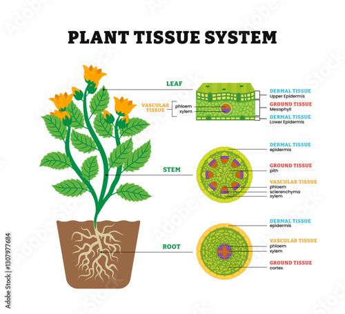 Plant tissue system structure anatomy diagram, leaf, stem and root microscopic, plant inner dermal, ground, vascular tissue.