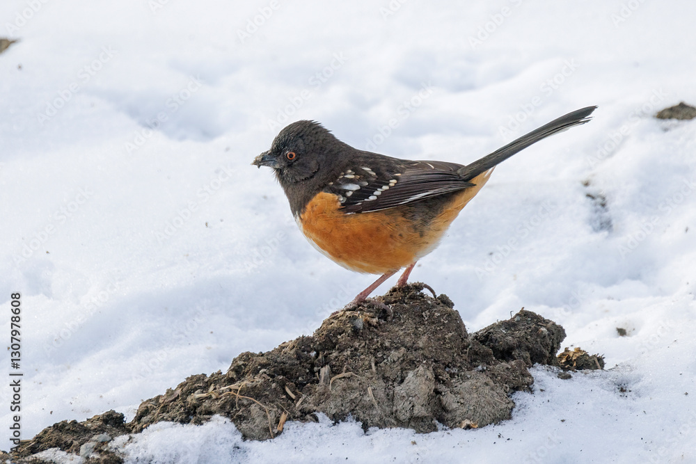 Spotted towhee bird