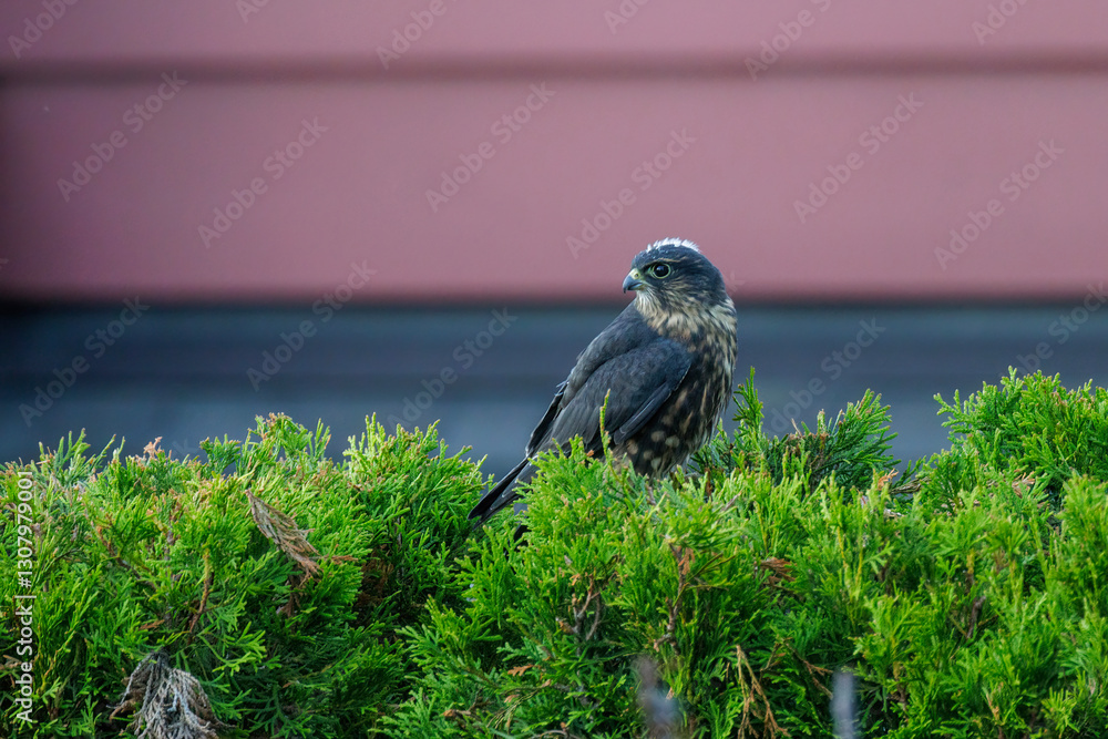 Merlin bird