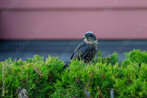 Obraz na płótnie Merlin bird w salonie