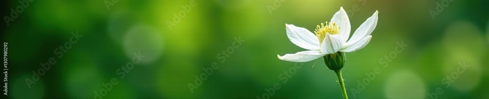 Fototapeta premium Large white clematis flower bud with long stem, petal, bloom, nature
