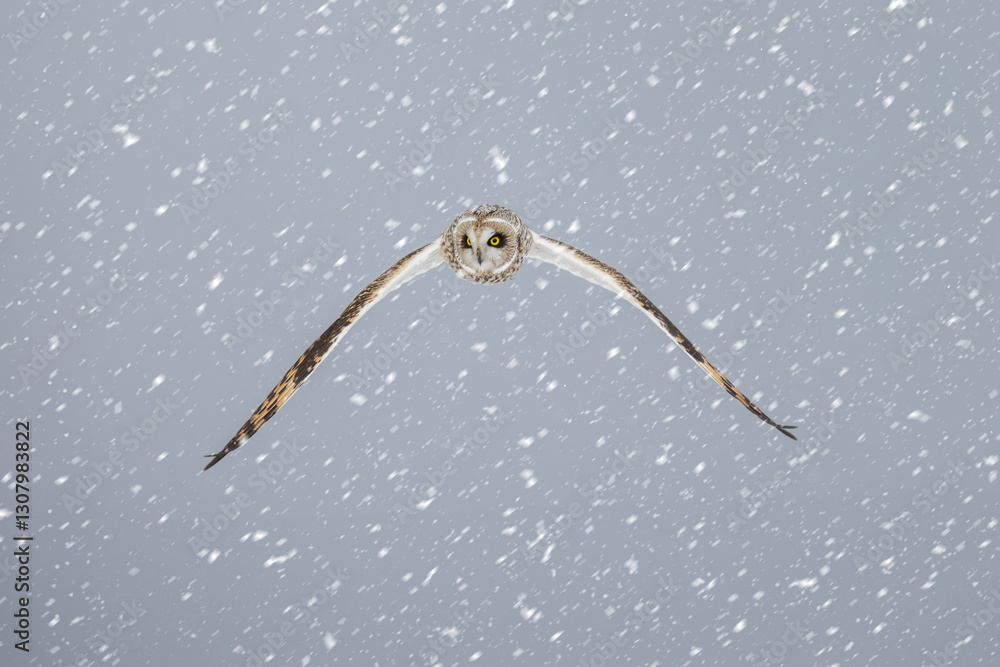 Short eared owl