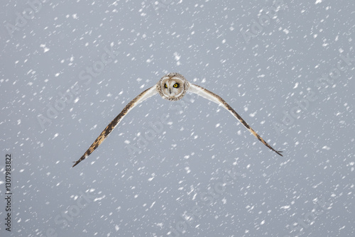 Obraz na płótnie Short eared owl w salonie