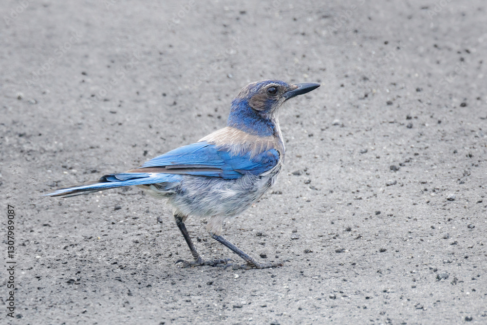 California scrub jay bird
