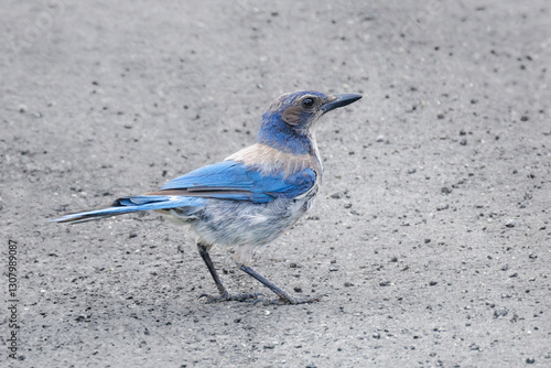 Obraz na płótnie California scrub jay bird w salonie