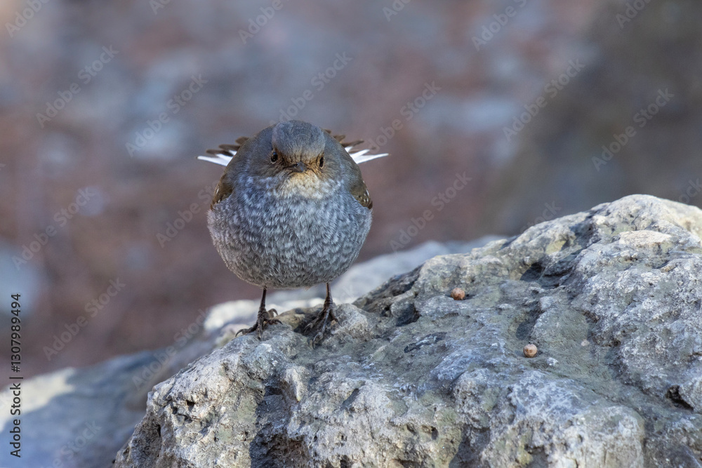 Plumbeous Redstart bird